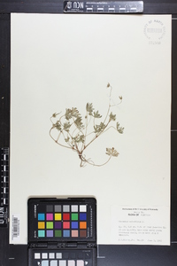 Geranium columbinum image