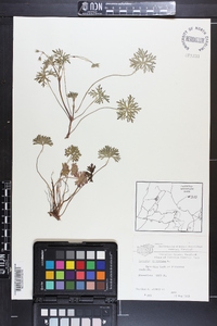 Geranium columbinum image