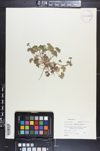 Geranium molle image