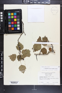 Crataegus pruinosa image