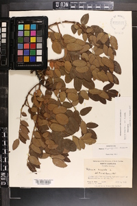 Robinia hispida image