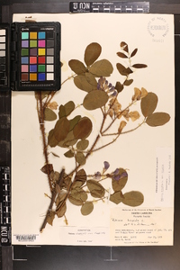 Robinia hispida var. hispida image