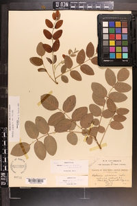 Robinia hispida image