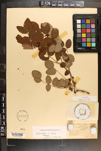 Robinia hispida image