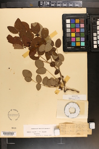 Robinia hispida image