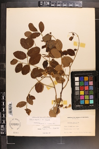 Robinia hispida image