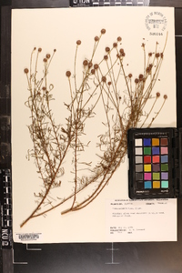 Dalea carnea var. gracilis image