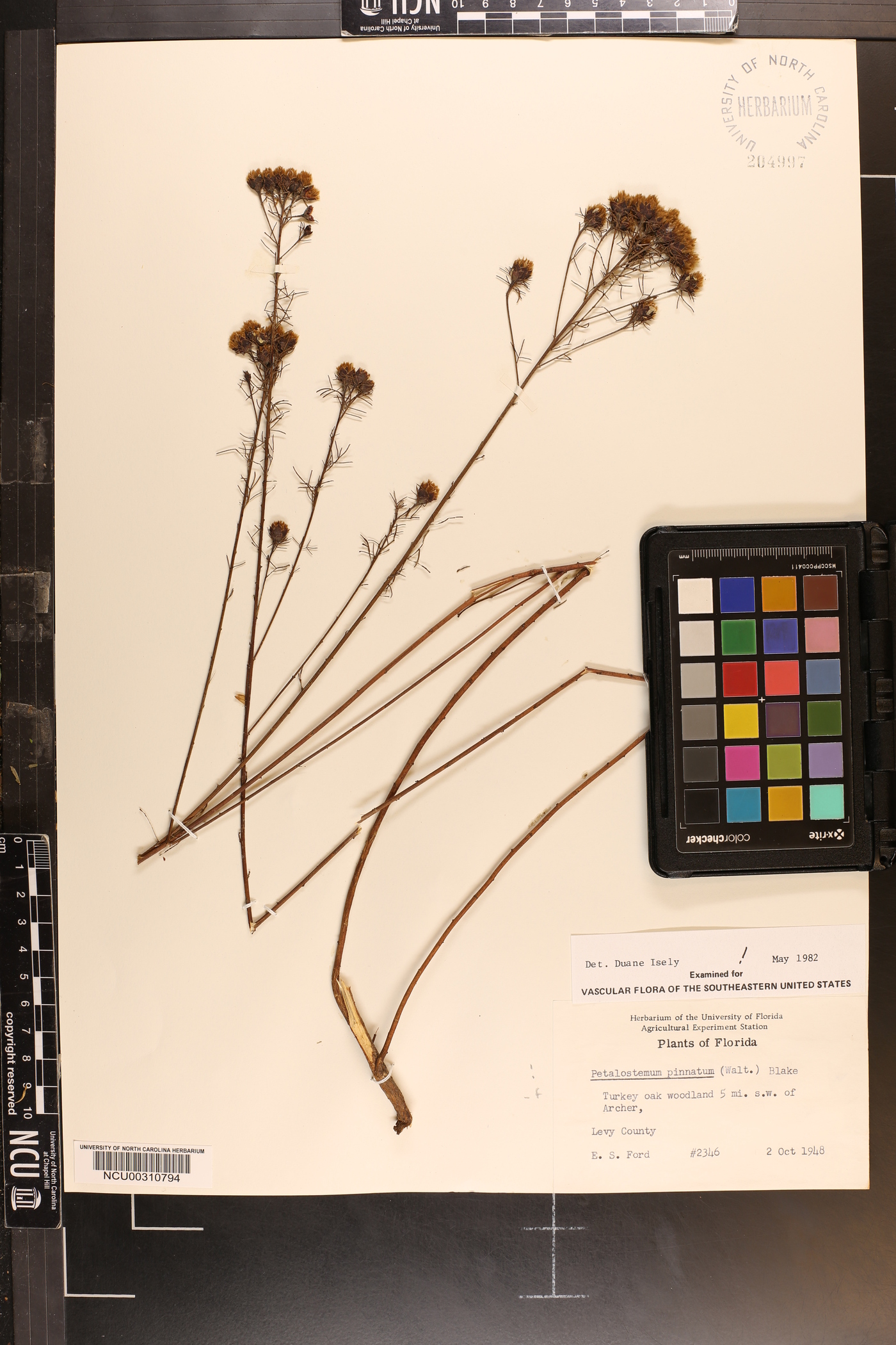 Dalea pinnata var. pinnata image