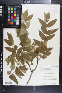 Zanthoxylum clava-herculis image