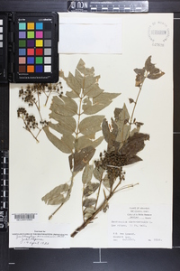 Zanthoxylum clava-herculis image