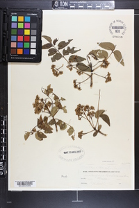 Zanthoxylum clava-herculis image