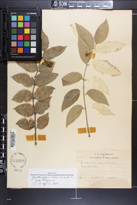 Zanthoxylum clava-herculis image