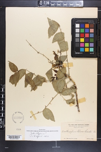 Zanthoxylum clava-herculis image