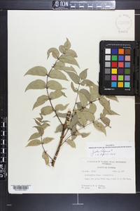 Zanthoxylum clava-herculis image