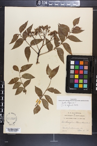 Zanthoxylum clava-herculis image