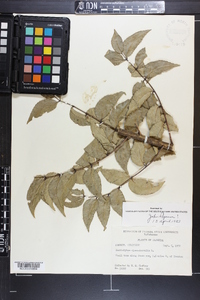 Zanthoxylum clava-herculis image