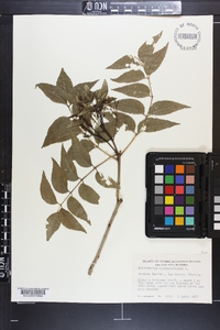 Zanthoxylum clava-herculis image