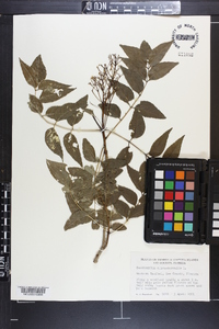 Zanthoxylum clava-herculis image