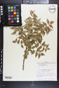 Zanthoxylum clava-herculis image