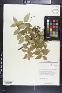 Zanthoxylum clava-herculis image