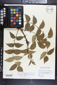 Zanthoxylum clava-herculis image