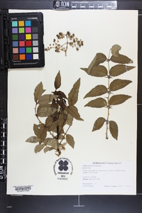 Zanthoxylum clava-herculis image