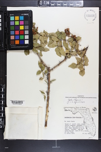 Zanthoxylum clava-herculis image