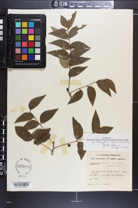 Zanthoxylum clava-herculis image