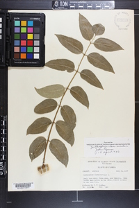 Zanthoxylum clava-herculis image