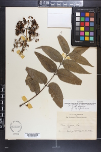 Zanthoxylum clava-herculis image