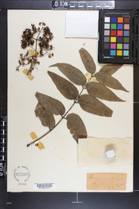 Zanthoxylum clava-herculis image