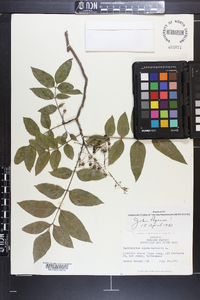 Zanthoxylum clava-herculis image