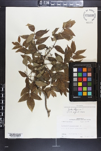 Zanthoxylum clava-herculis image