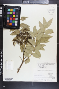 Zanthoxylum clava-herculis image