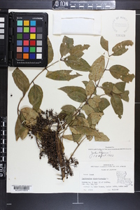 Zanthoxylum clava-herculis image