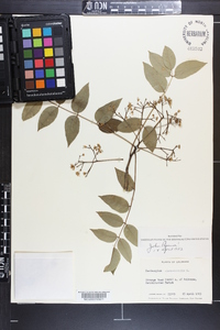 Zanthoxylum clava-herculis image