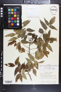 Zanthoxylum clava-herculis image