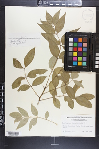 Zanthoxylum clava-herculis image