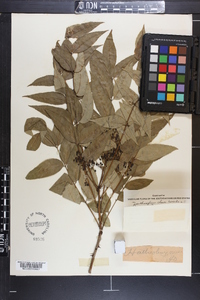 Zanthoxylum clava-herculis image