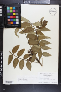 Zanthoxylum clava-herculis image