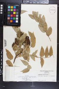 Zanthoxylum clava-herculis image