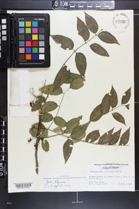 Zanthoxylum clava-herculis image