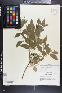 Zanthoxylum clava-herculis image