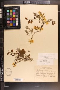 Robinia hispida image