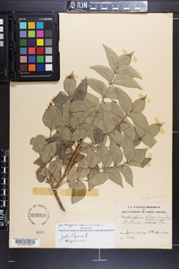 Zanthoxylum clava-herculis image