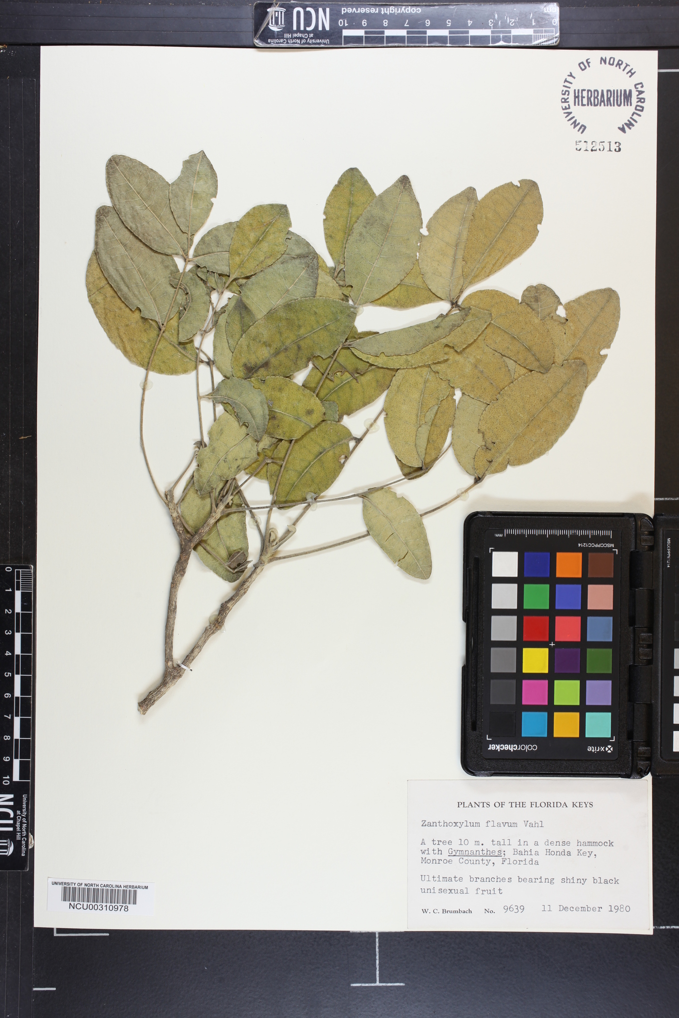 Zanthoxylum flavum image