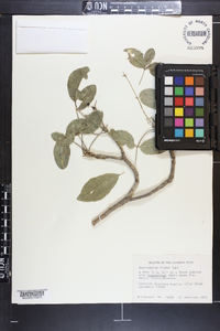 Zanthoxylum flavum image