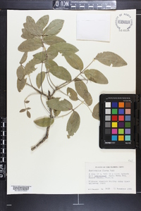 Zanthoxylum flavum image