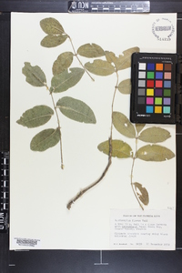 Zanthoxylum flavum image