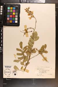 Sophora tomentosa image